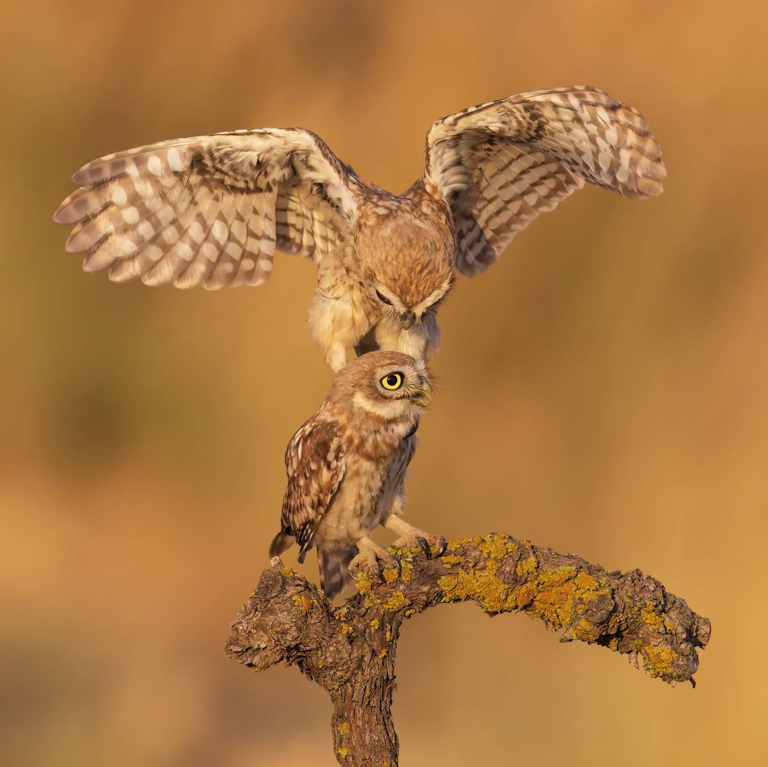 , Фруман Евгений