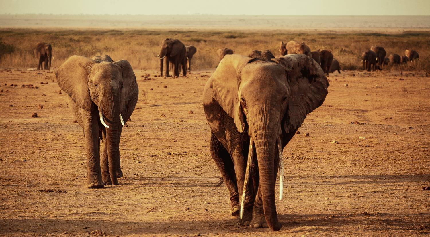 elephant kenya, Lilia Tkachenko