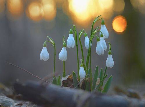 Рассвет в весеннем лесу