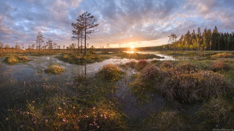 цветущее болото, подбел, ленобласть, ленинградская область, топь, болотные цветы, болотный туризм, тур на болото  фото превью