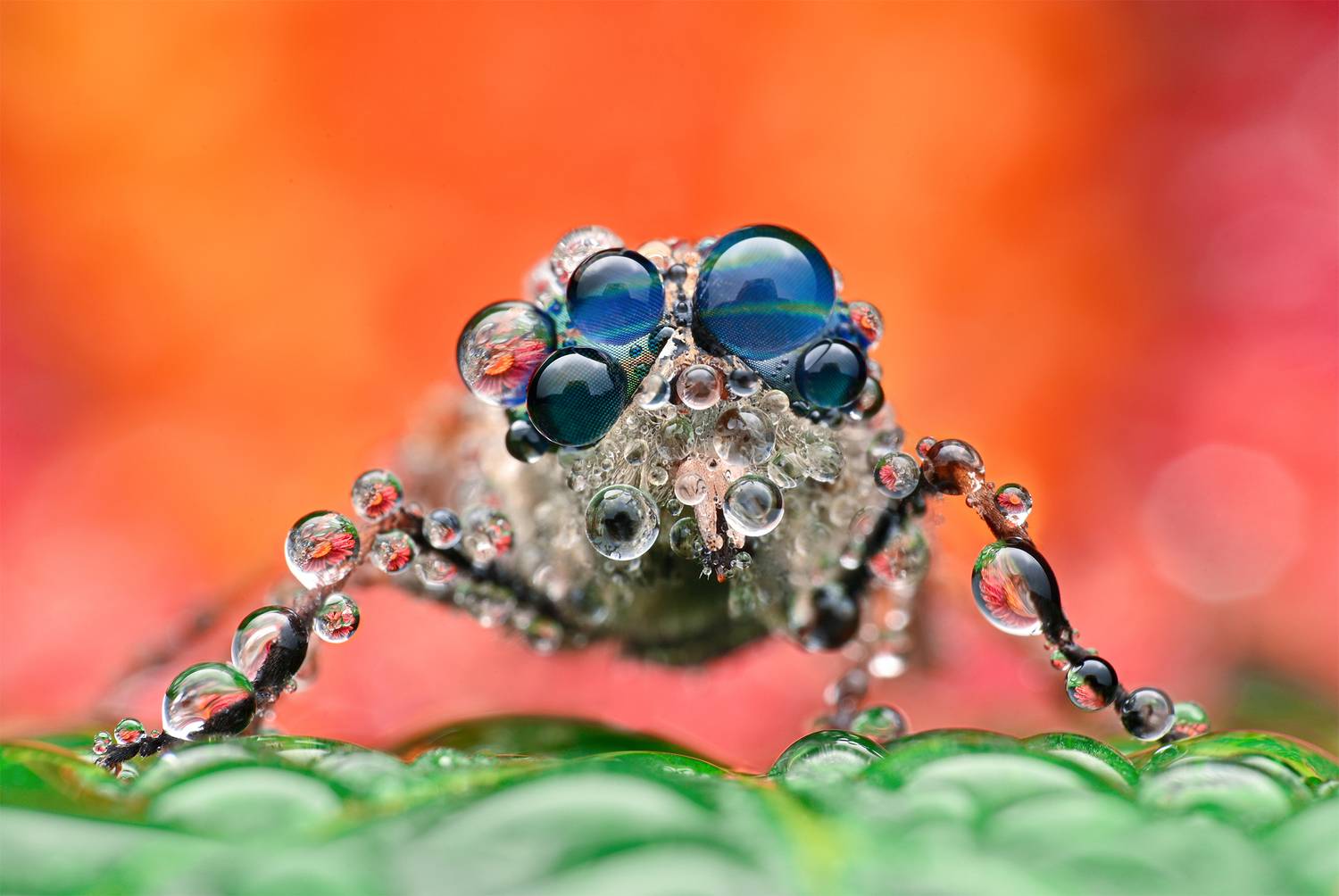 ceclii, macro, Ganev Tsvetan