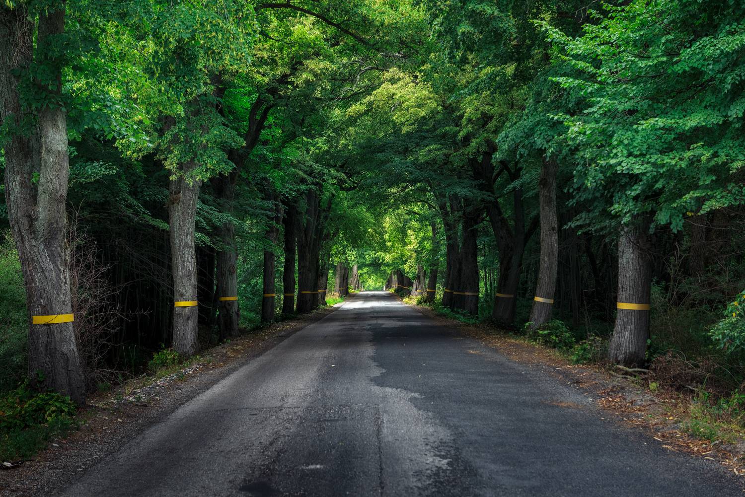 калининград, дорога, деревья, Андрей Баскевич