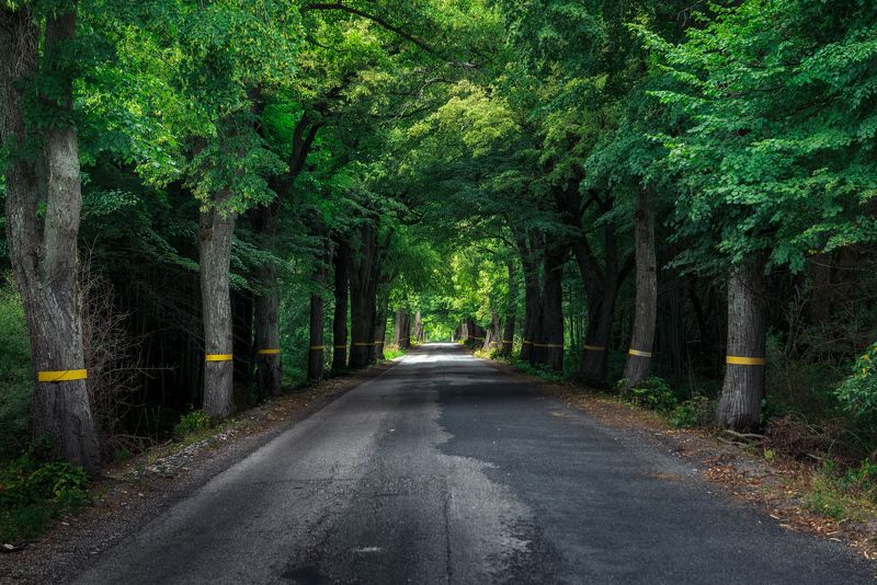 калининград, дорога, деревья Тоннель фото превью