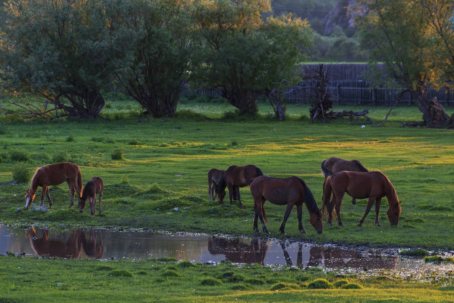 , Дмитрий Новоселов