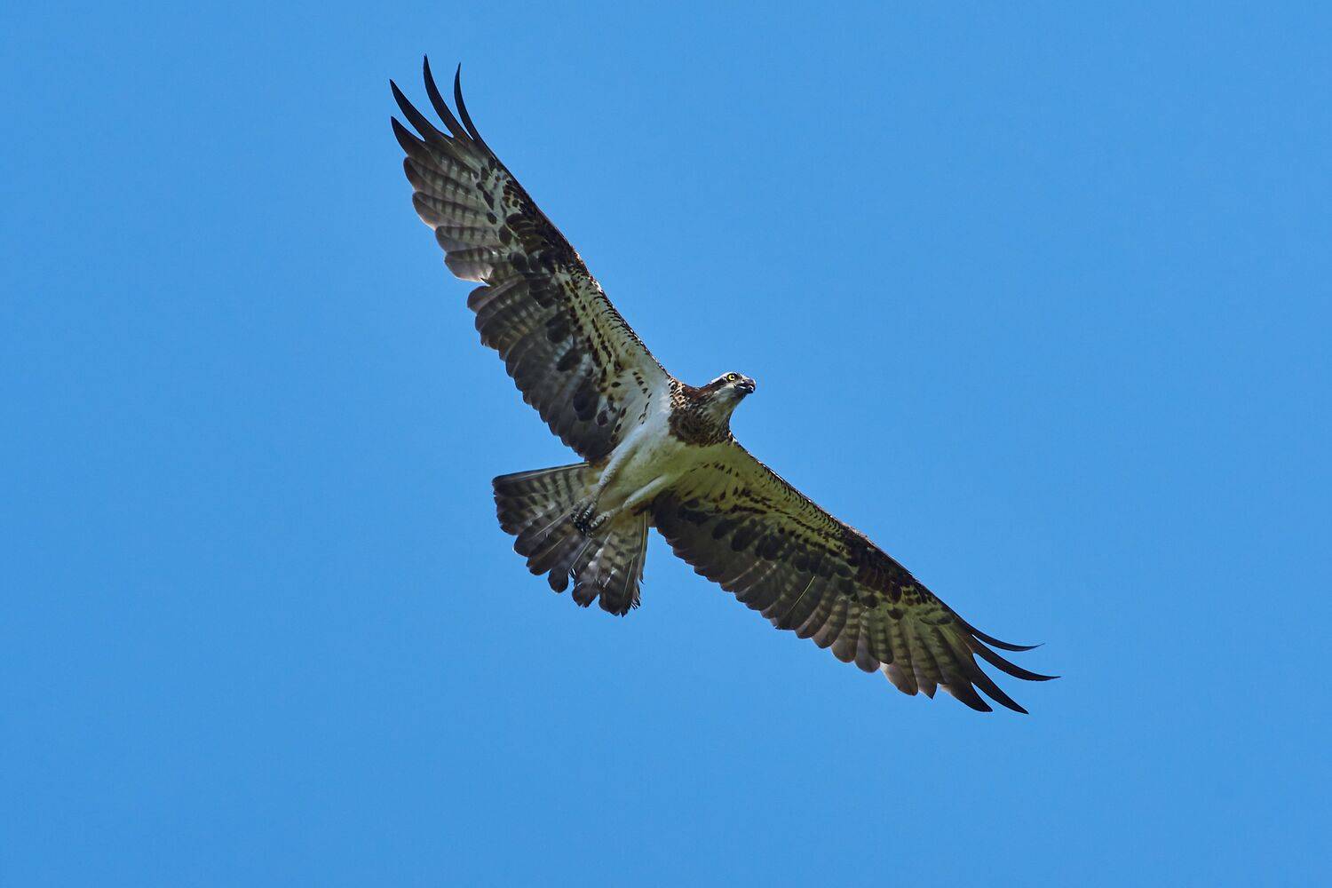 bird, birds, birdswatching, volgograd, russia, Pandion haliaetus,, Сторчилов Павел