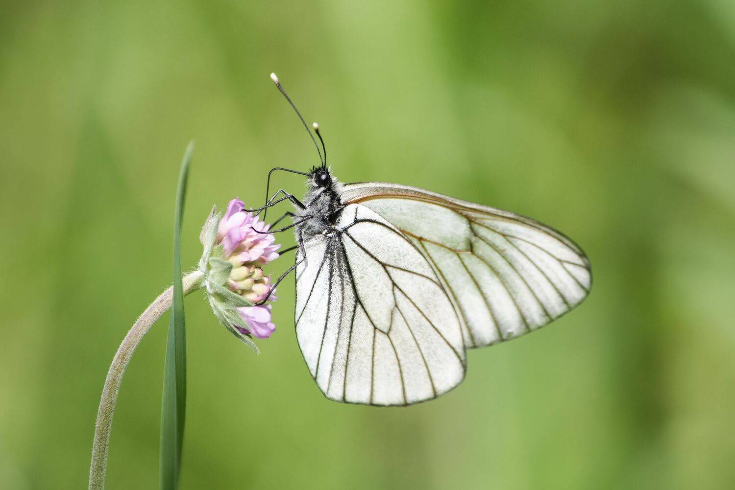 бабочка, боярышница, aporia crataegi, КарОл