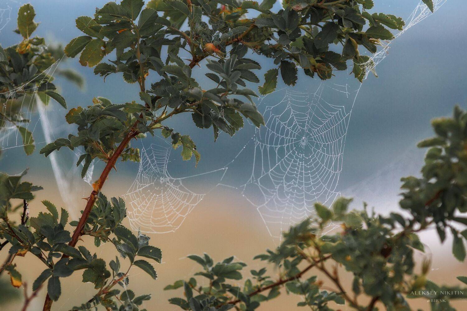 , Никитин Алексей