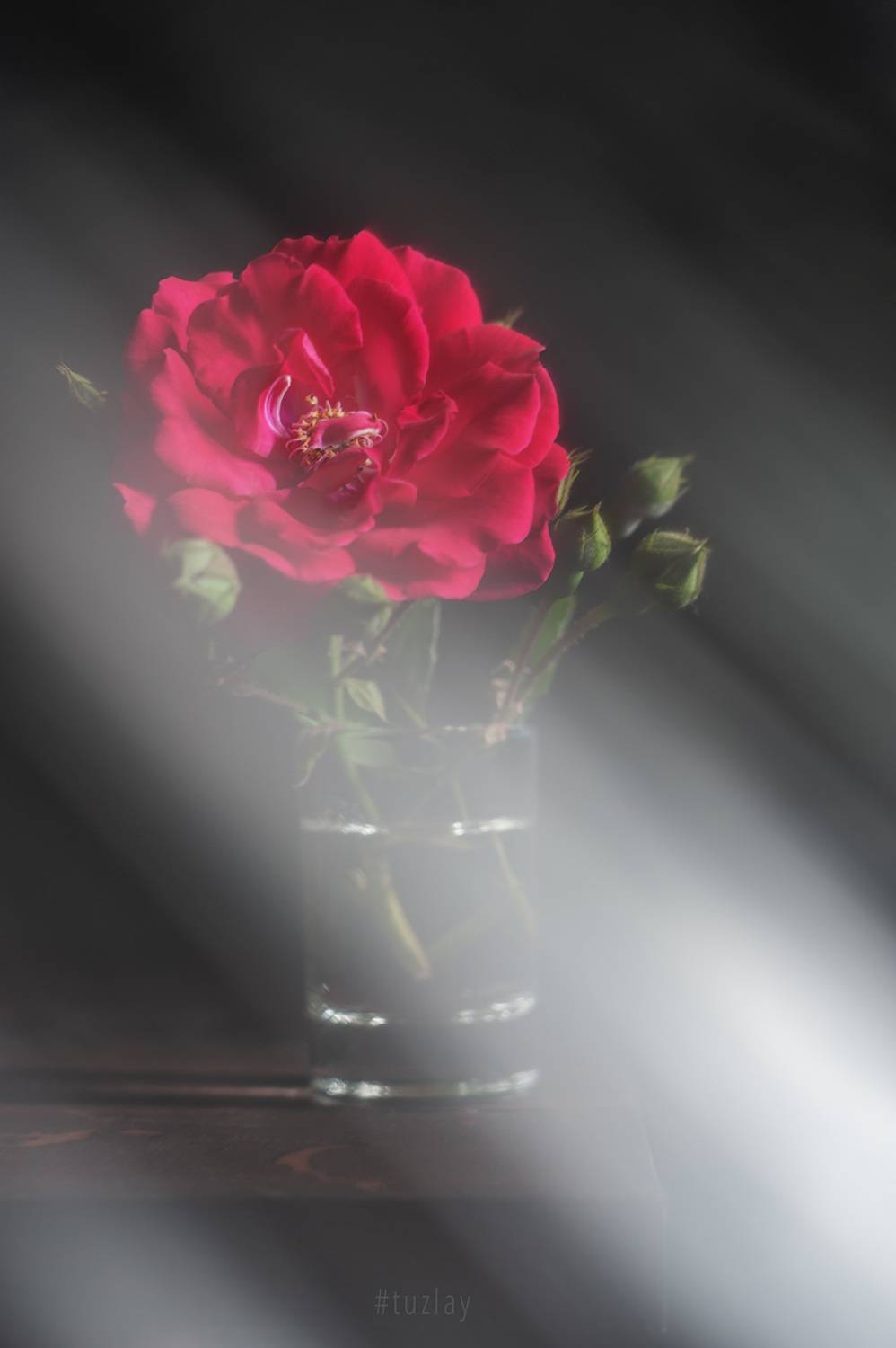 роза, Владимир Тузлай