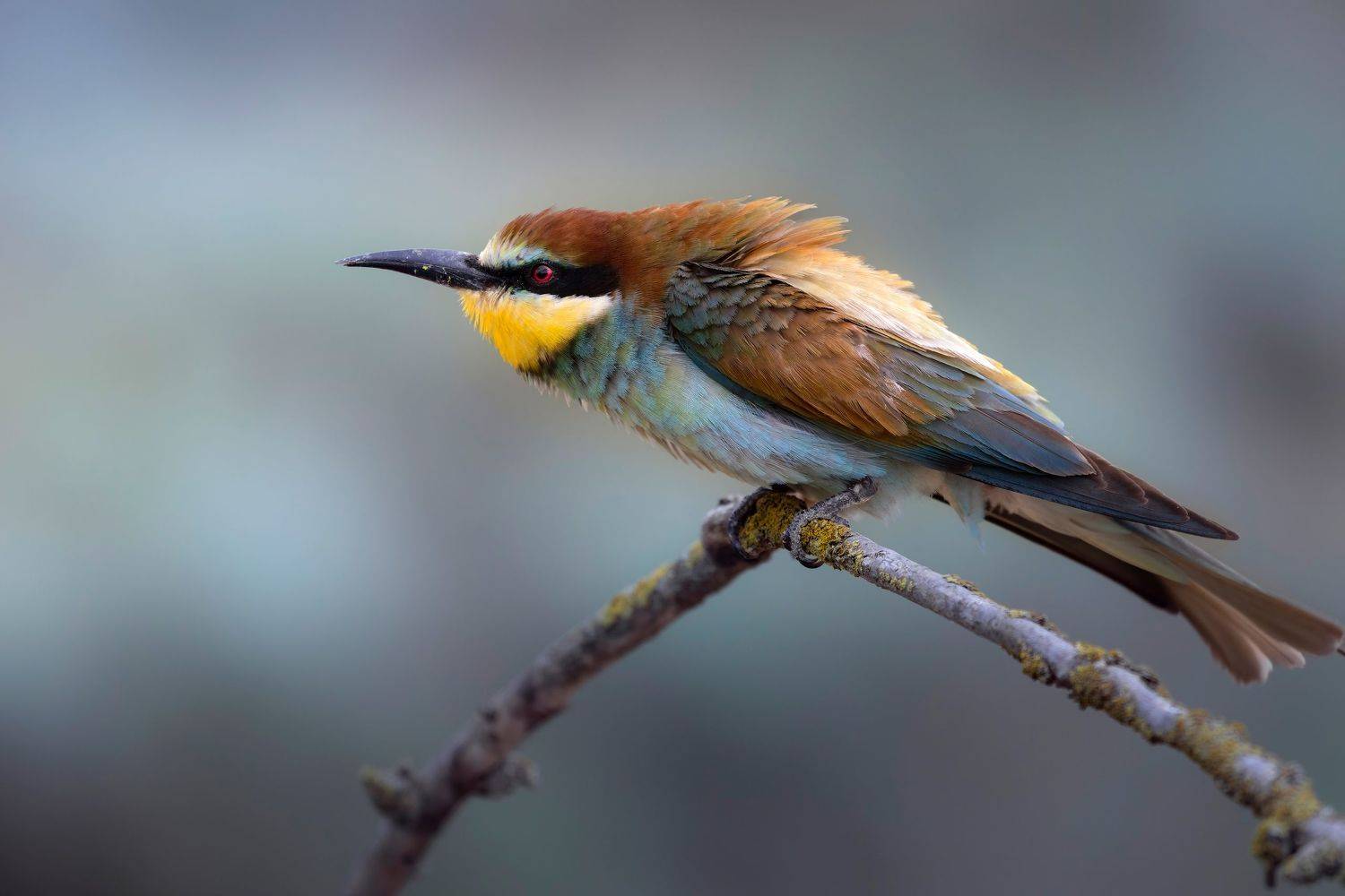 , Марат Кучкаев