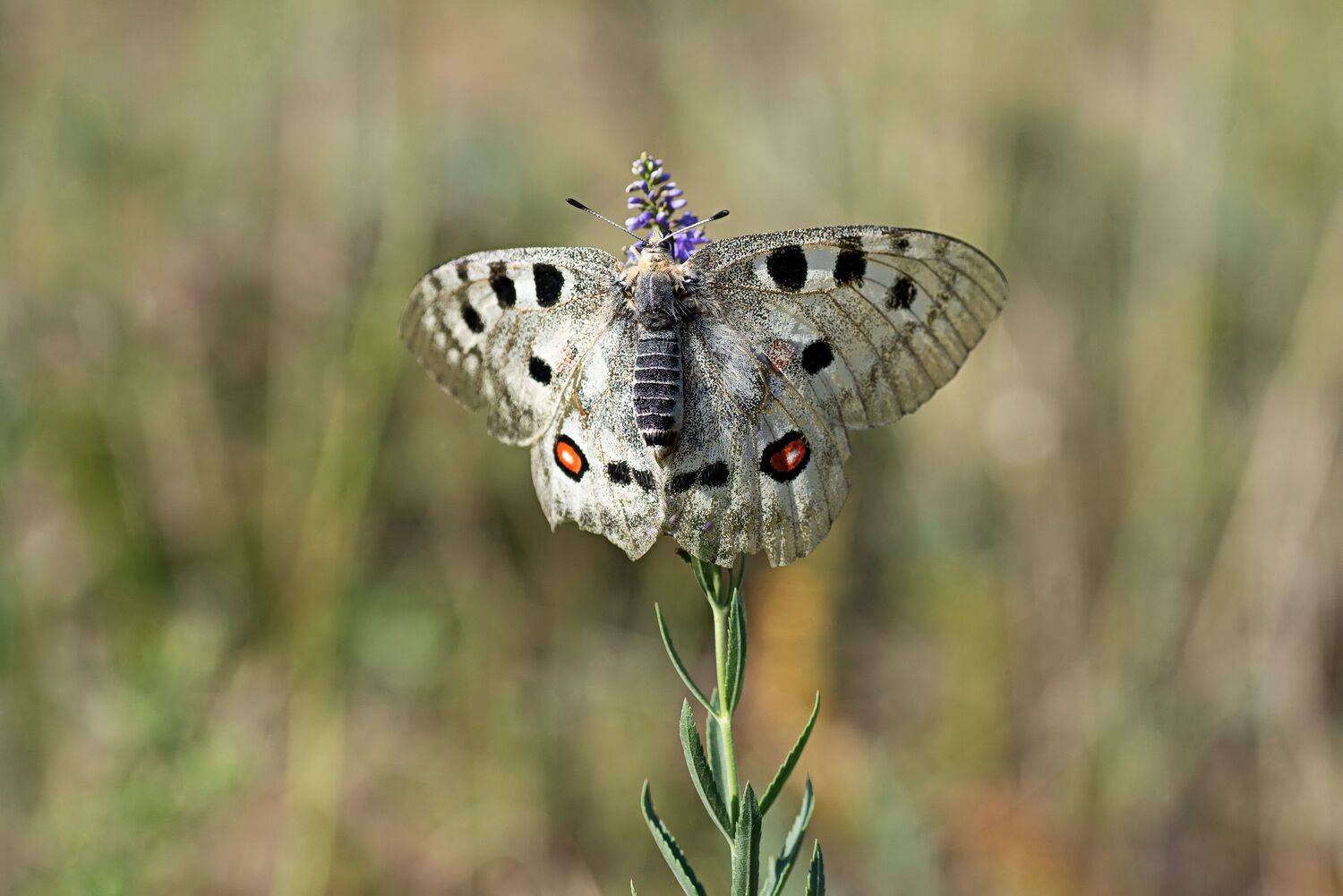 бабочка апполон, Евгений Дроботенко