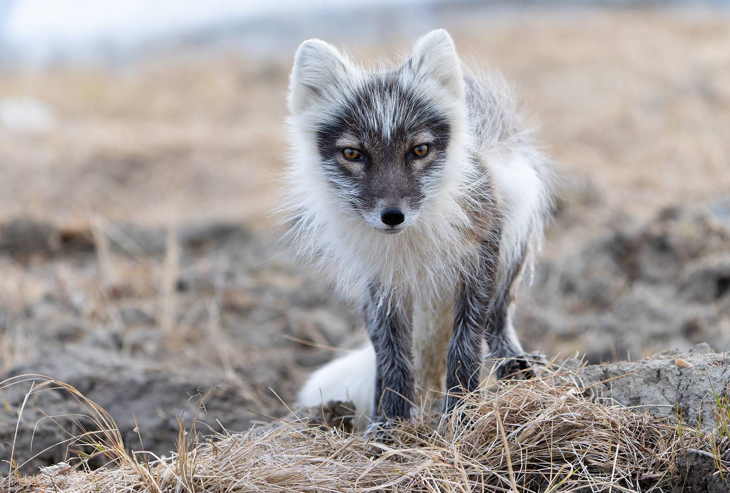 песец, ямал, линька, мех, alopex lagopus, Павлов Дмитрий