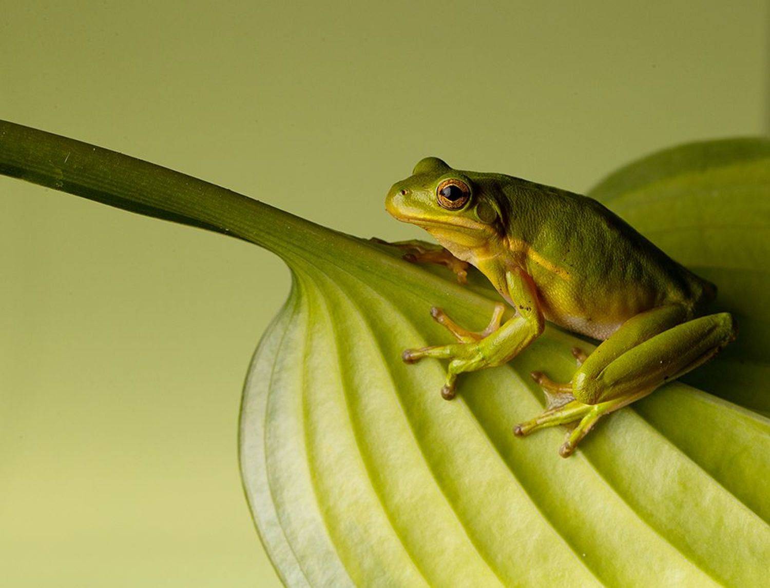 макро, квакша, лягушка, frog,  macro, земноводные, Etkind Elizabeth