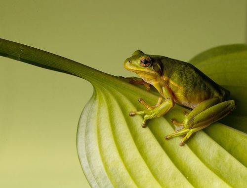 Квакша. Frog. Hylidae - Зеленая североамериканская Квакша