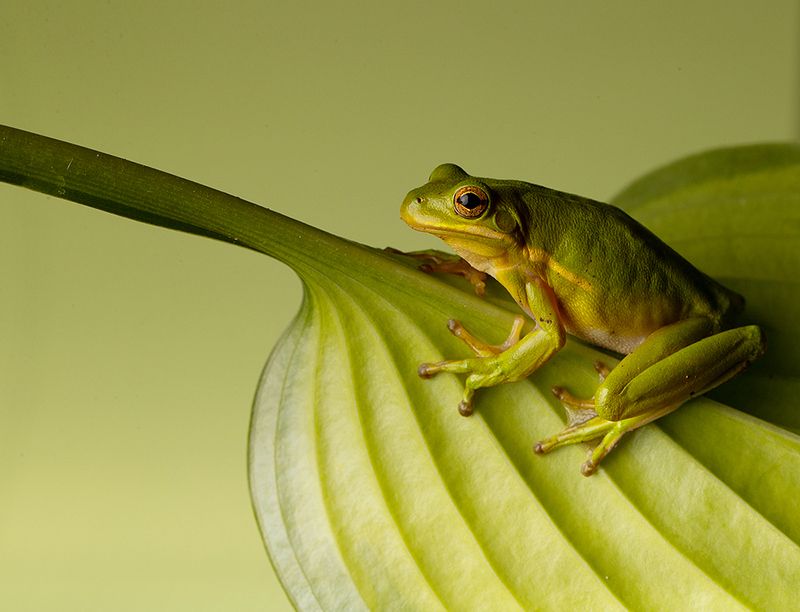 макро, квакша, лягушка, frog,  macro, земноводные Квакша. Frog. Hylidae - Зеленая североамериканская Квакша фото превью