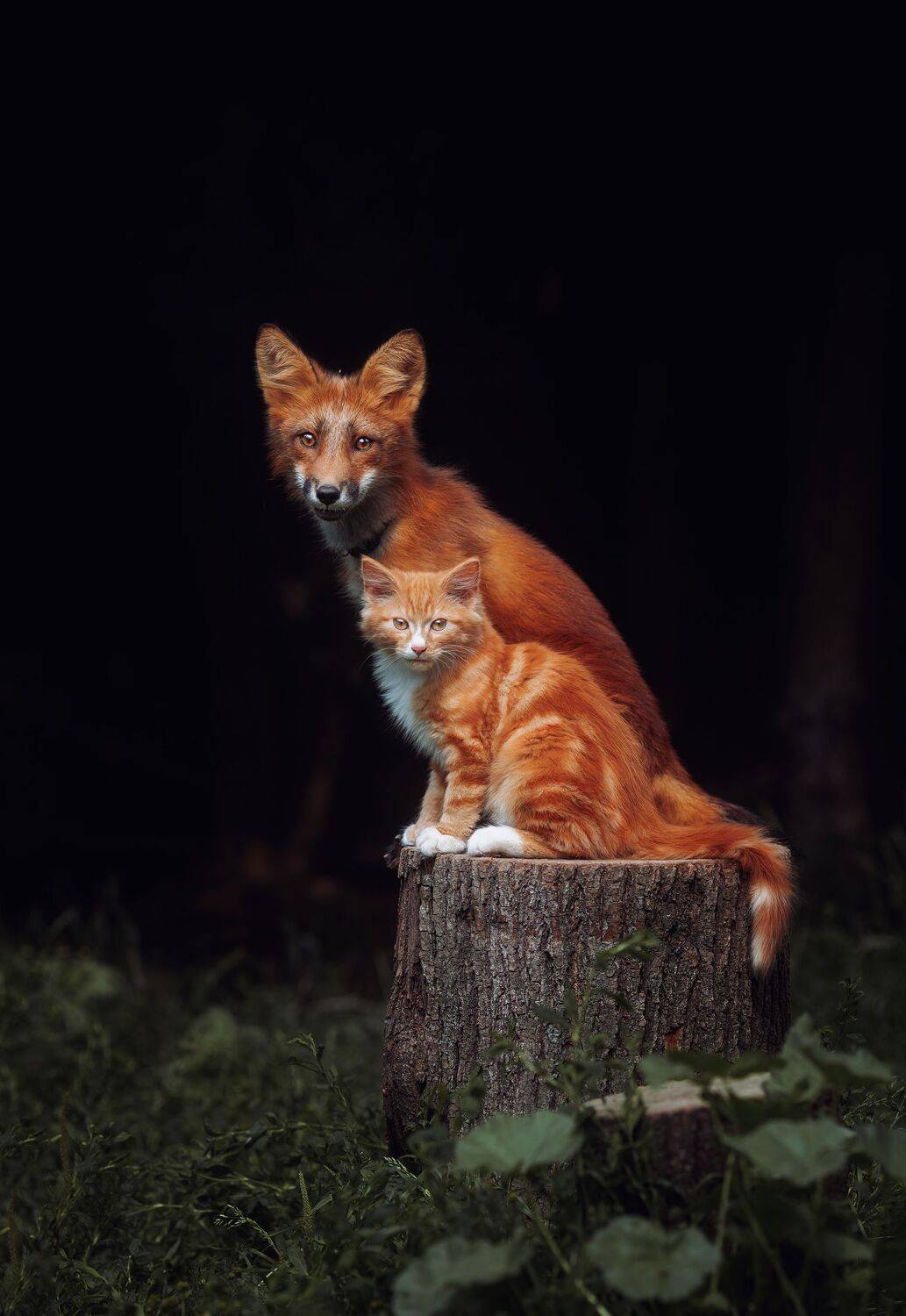 рыжие, кот, лиса, животные, Anna Yarkova