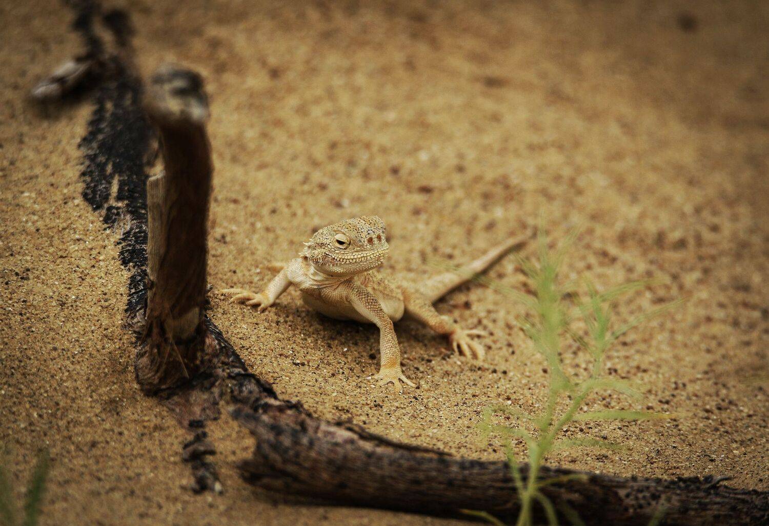 ящерица,круглоголовка,, Magov Marat