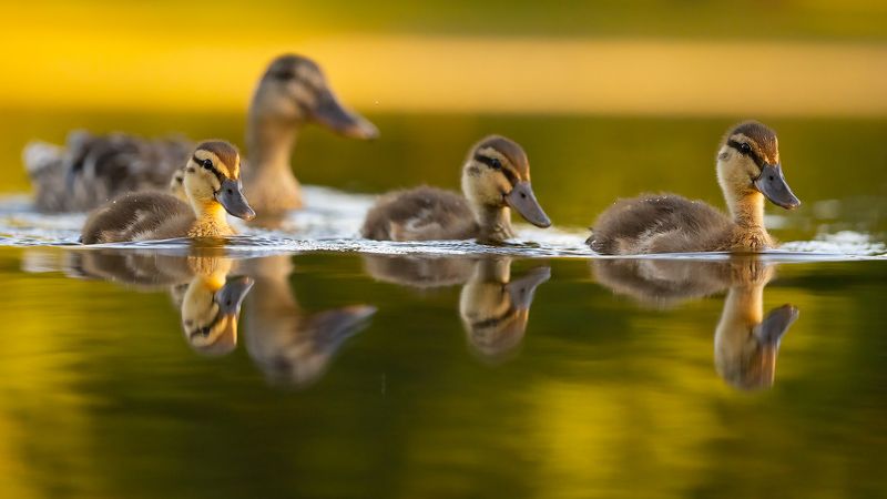 Family фото превью