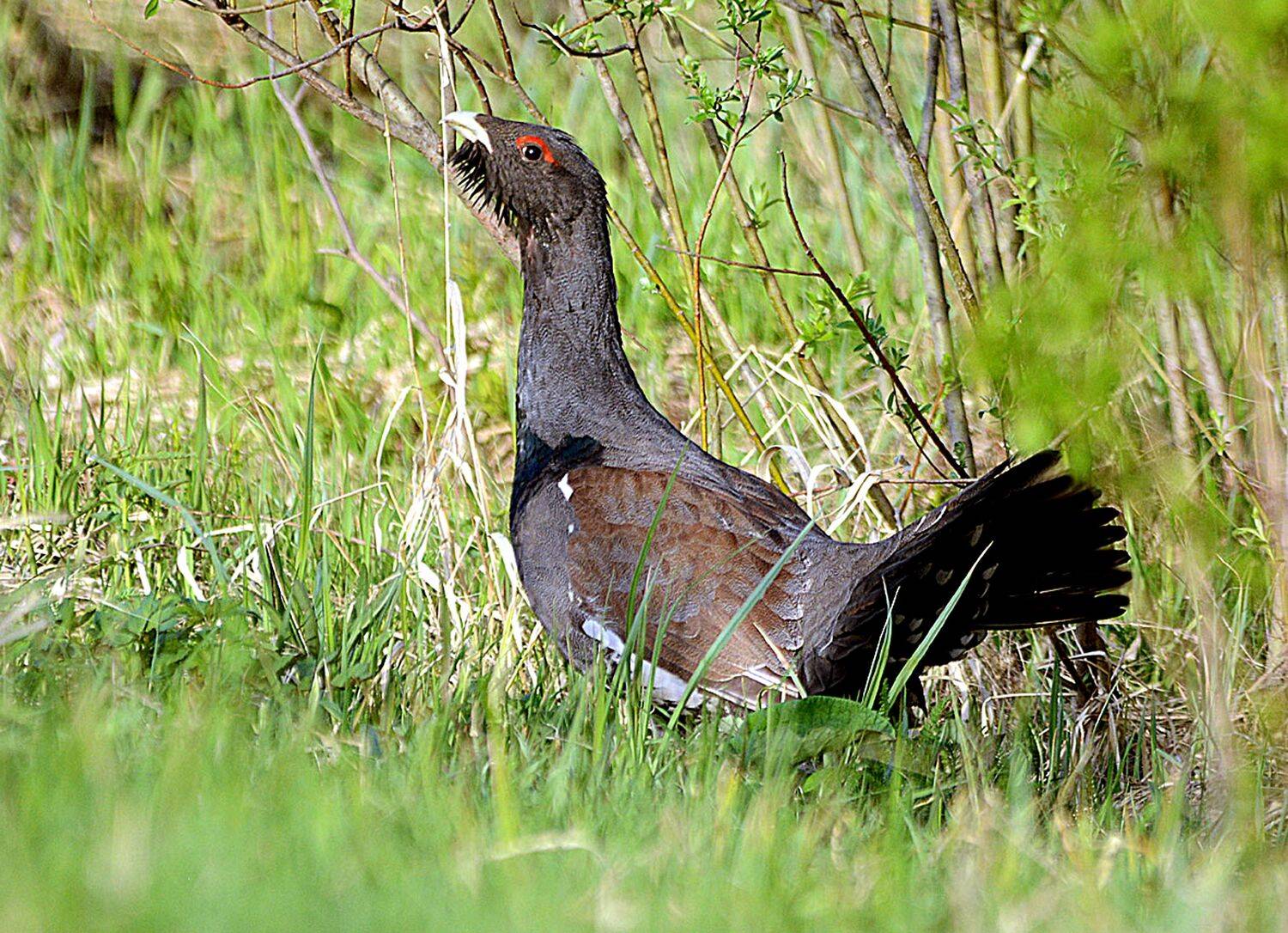 , Белоусов Михаил