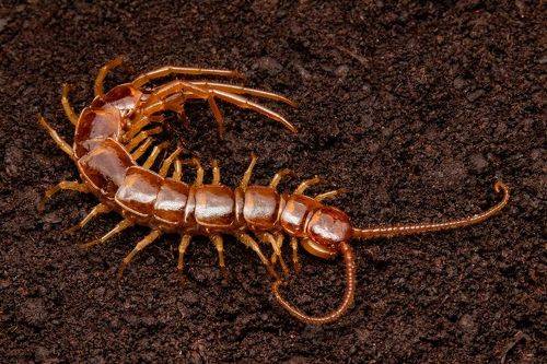 Lithobius forficatus