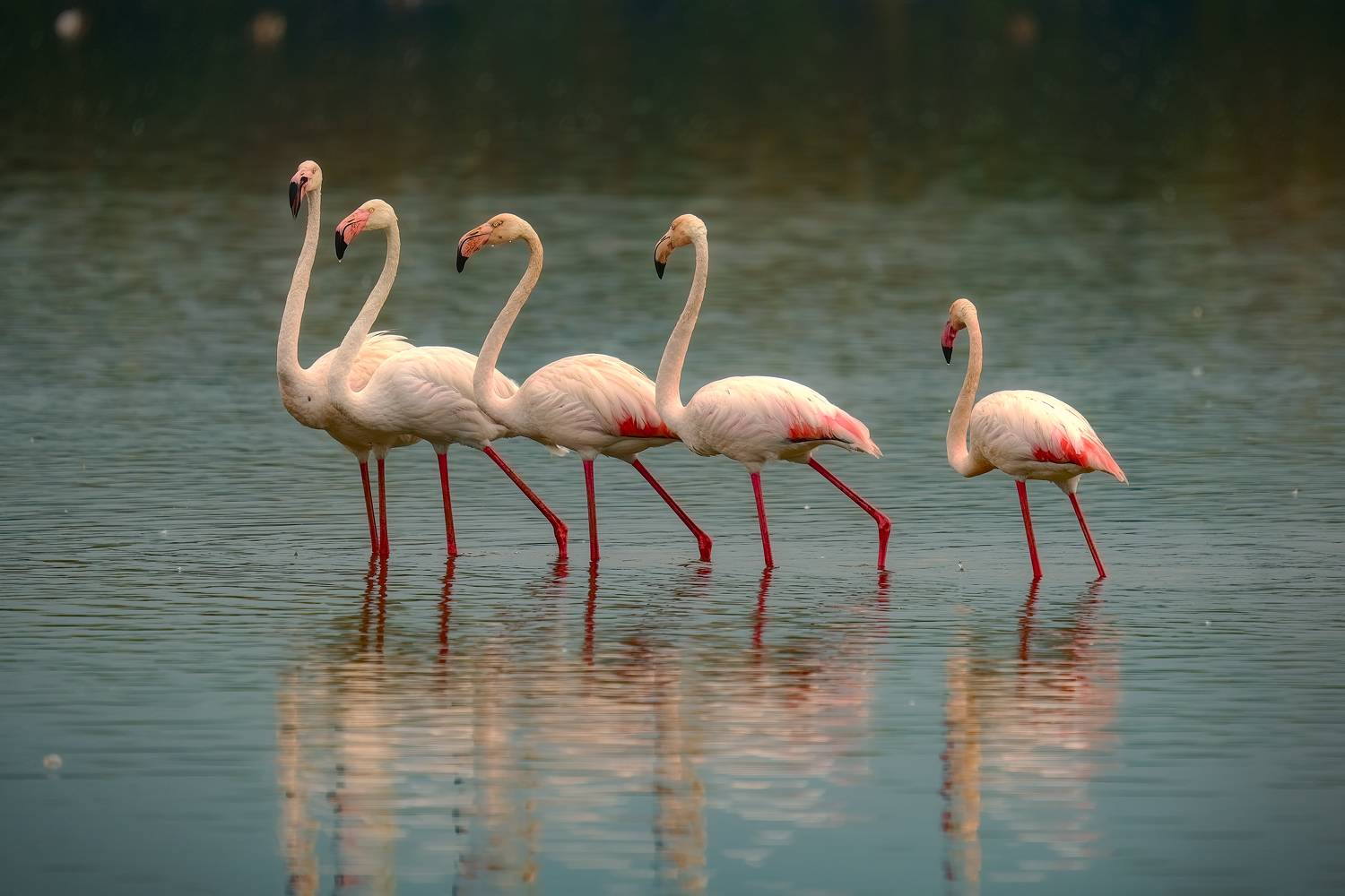 , Шварцман Евгений