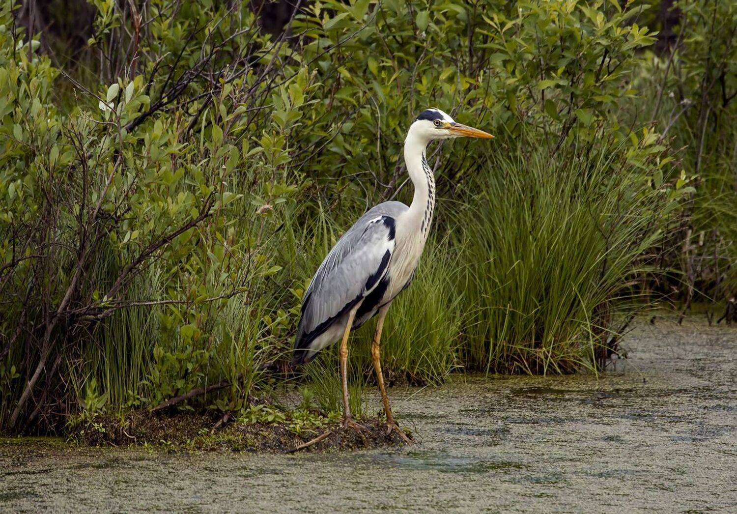 серая цапля, Алексей Хахлов