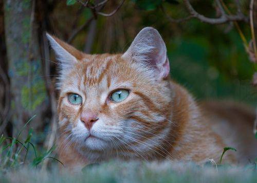Bird Hunting