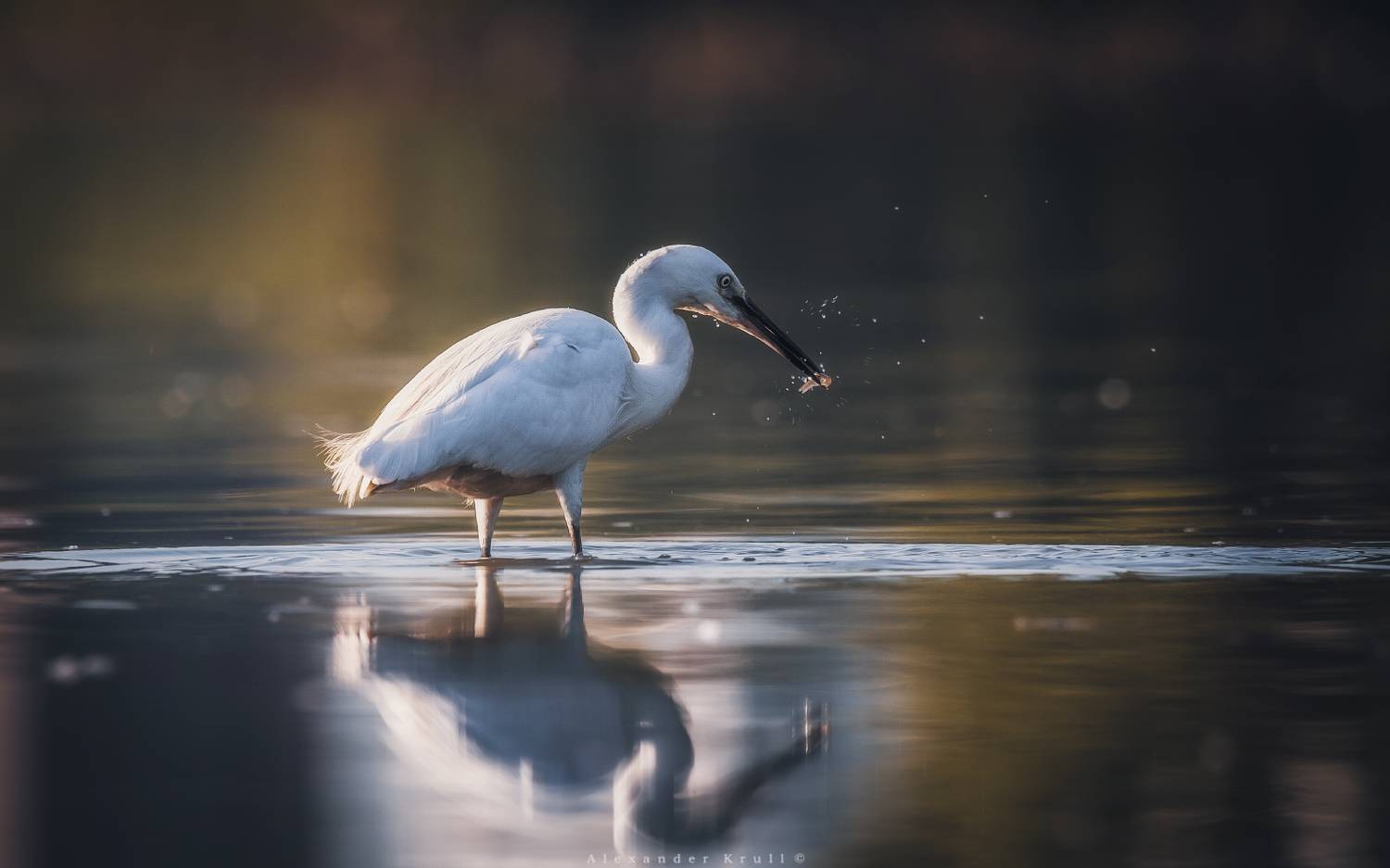 цапля, Круль Александр