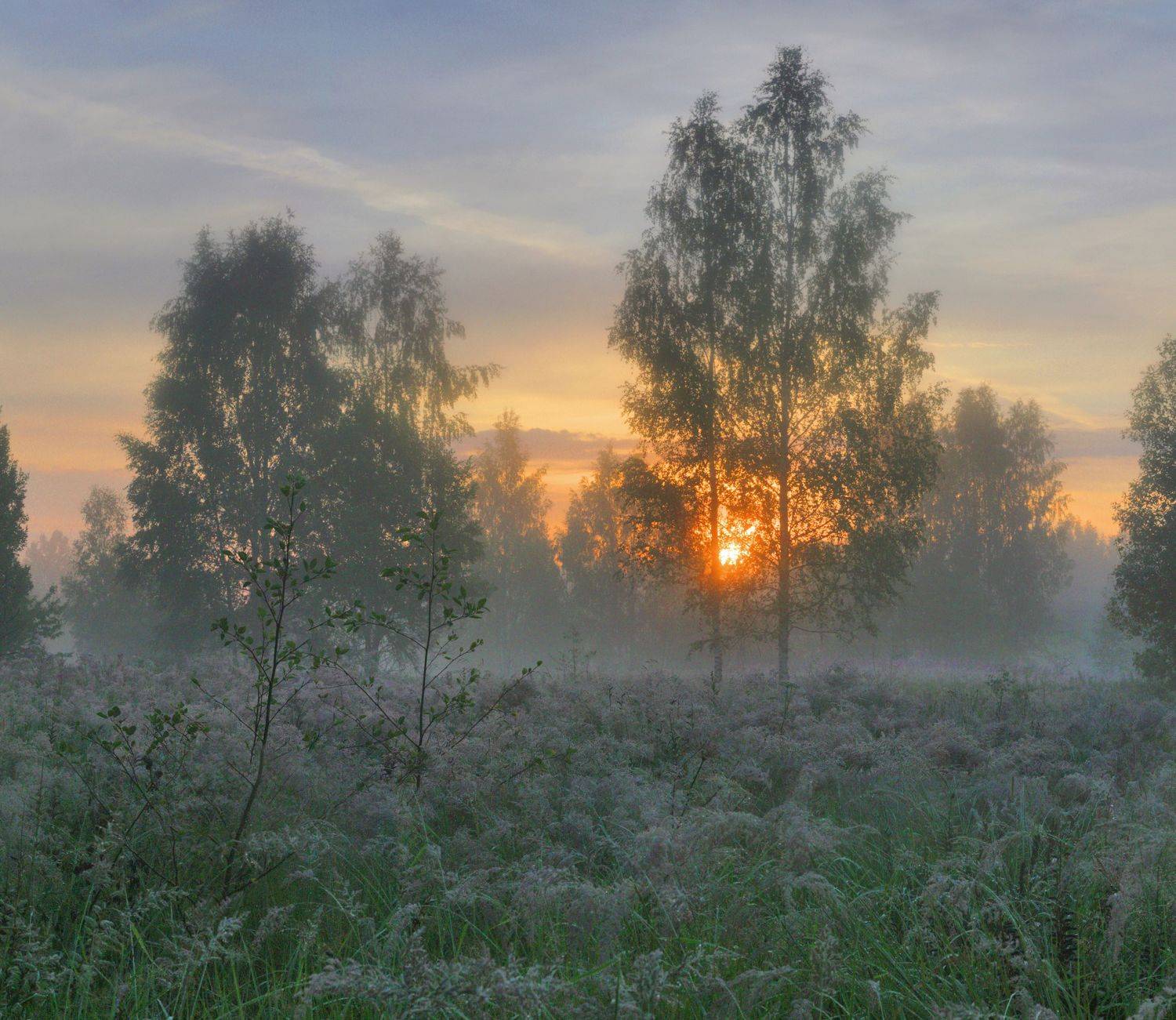 утро, лето , лес, Александр Свистков
