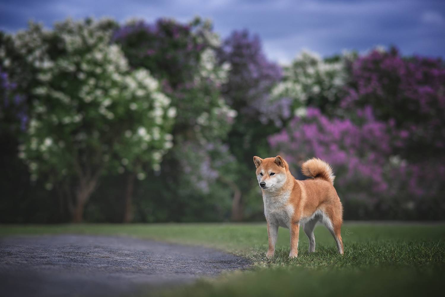 , Коптилина Галина