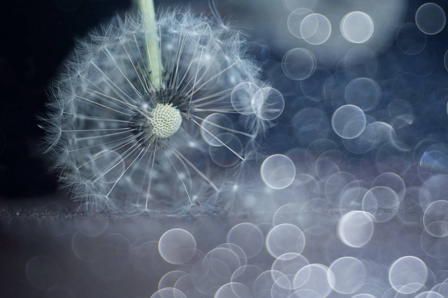 close-up, Игорь Копцев