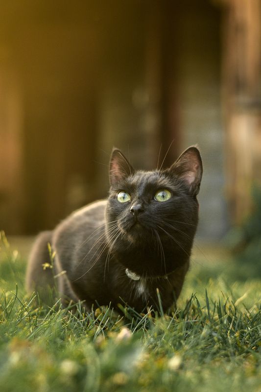 животные, кошки, кошка, кот Багира в солнце. фото превью