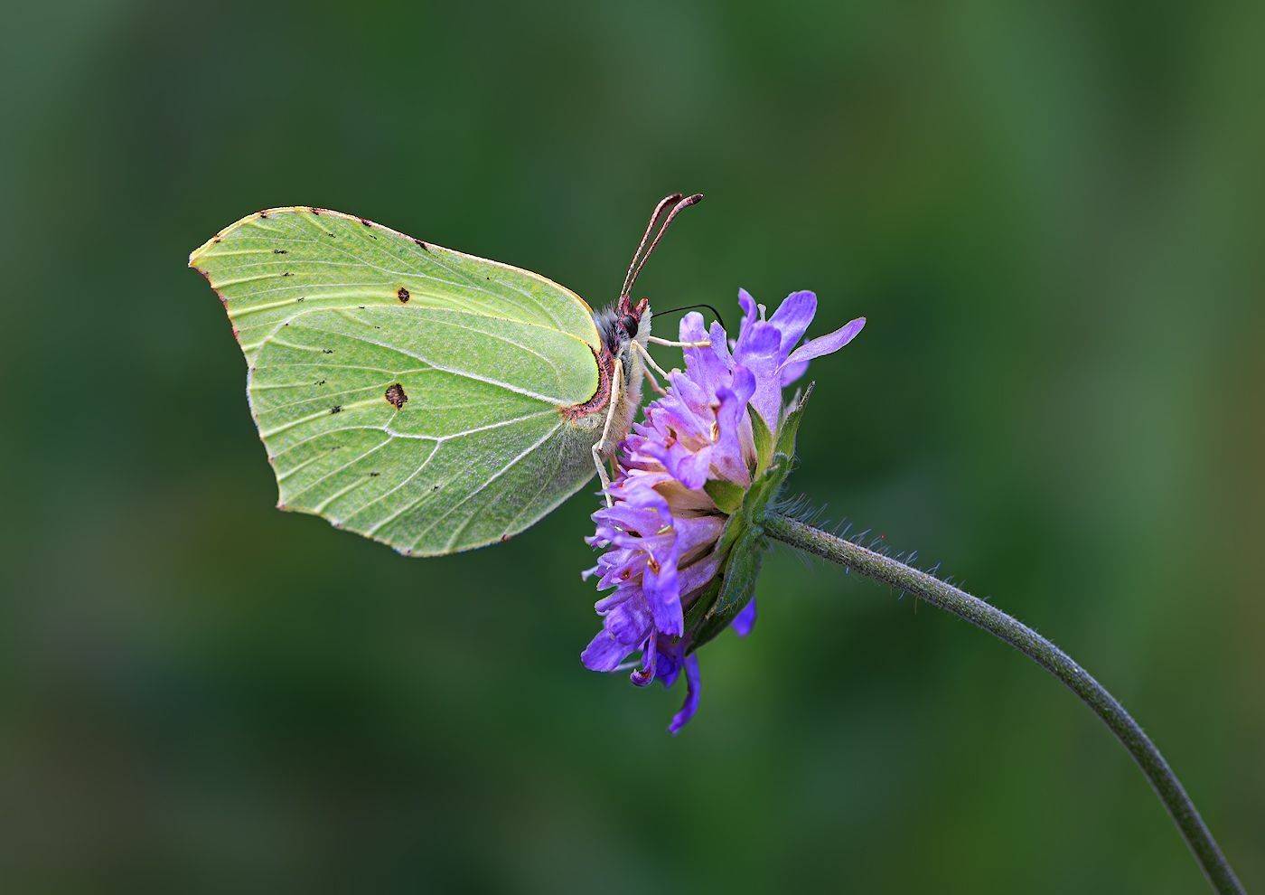 насекомые, бабочка, белянка, лимонница, крушинница, лето, Борис Новиков