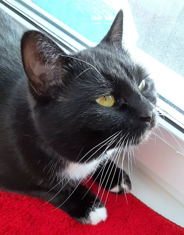 Чёрная кошка фото превью