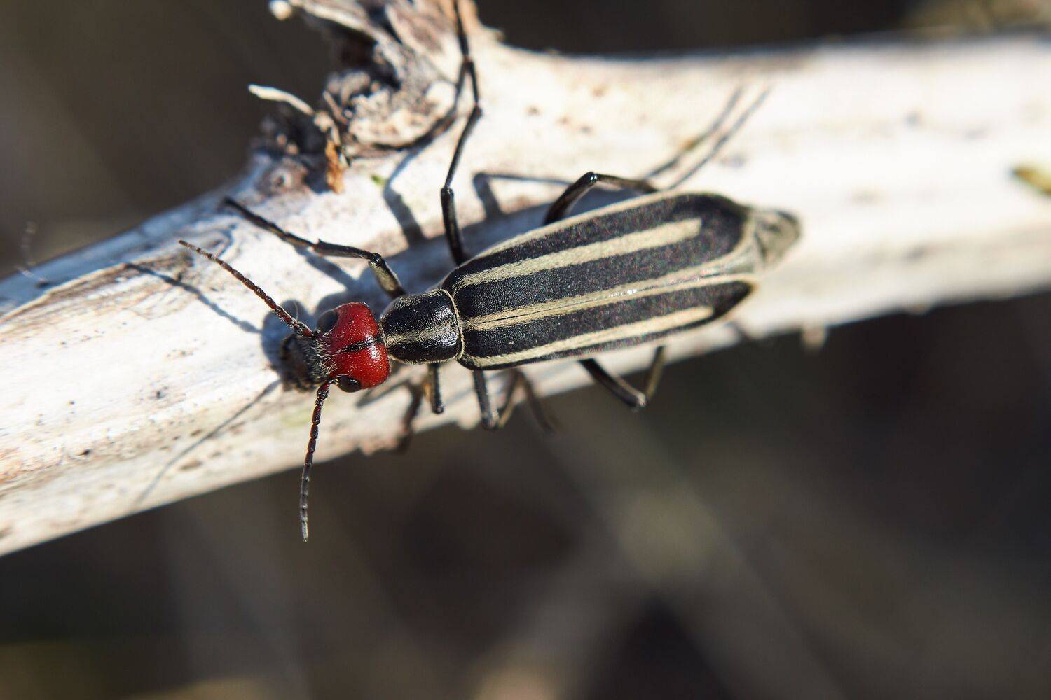  bug, bugs, volgograd, russia, wildlife, , Сторчилов Павел