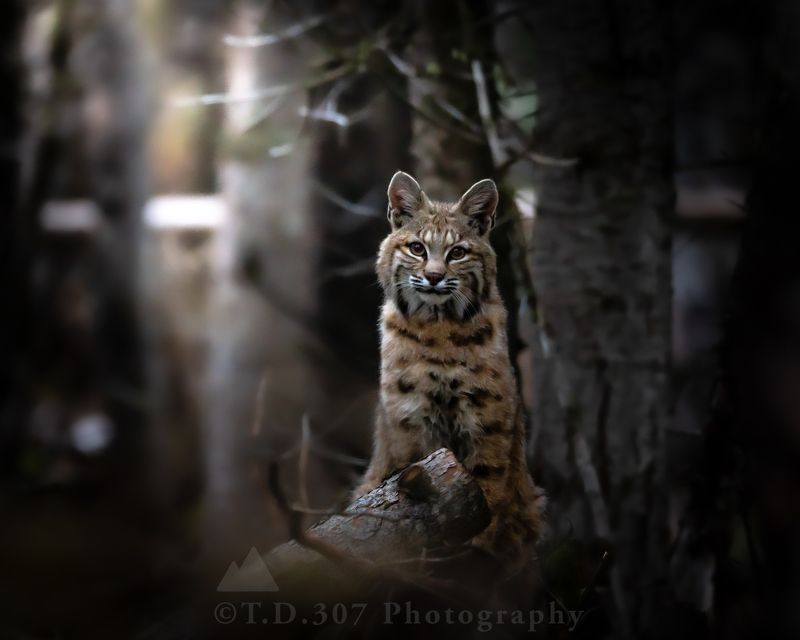 Bobcat  фото превью