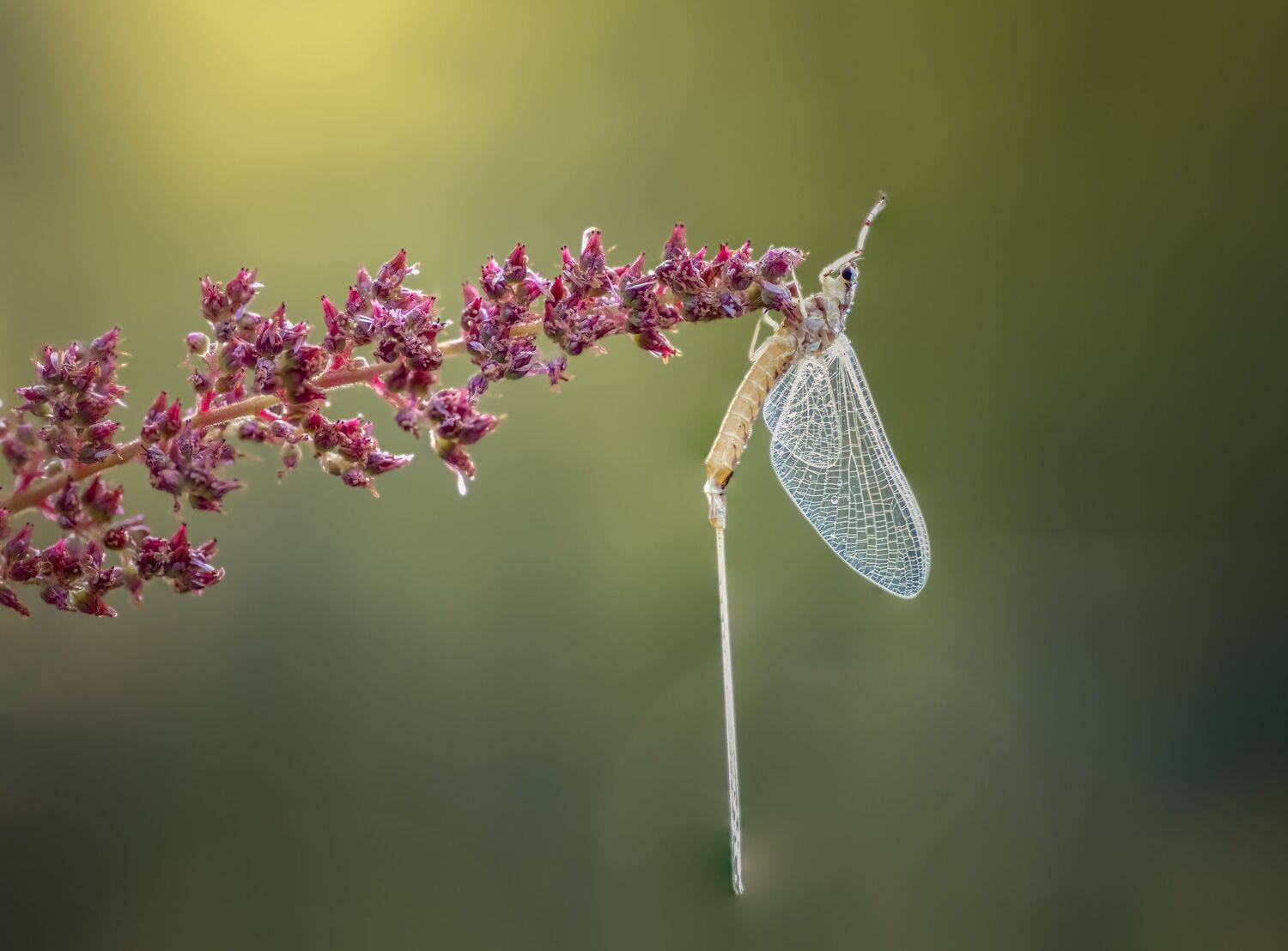 mayfly, fly, sunset, dusk, dawn, sunrise, insect, bug, macro,, Atul Saluja
