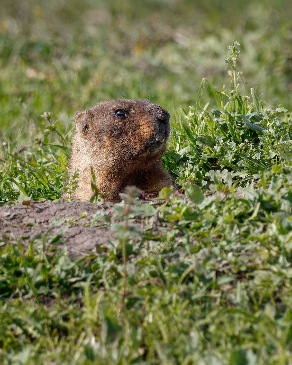 сурок, байбак, грызун, млекопитающие, воронежская область, Сыч Римма