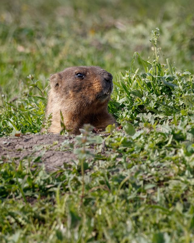 сурок, байбак, грызун, млекопитающие, воронежская область Не мешайте копать! фото превью