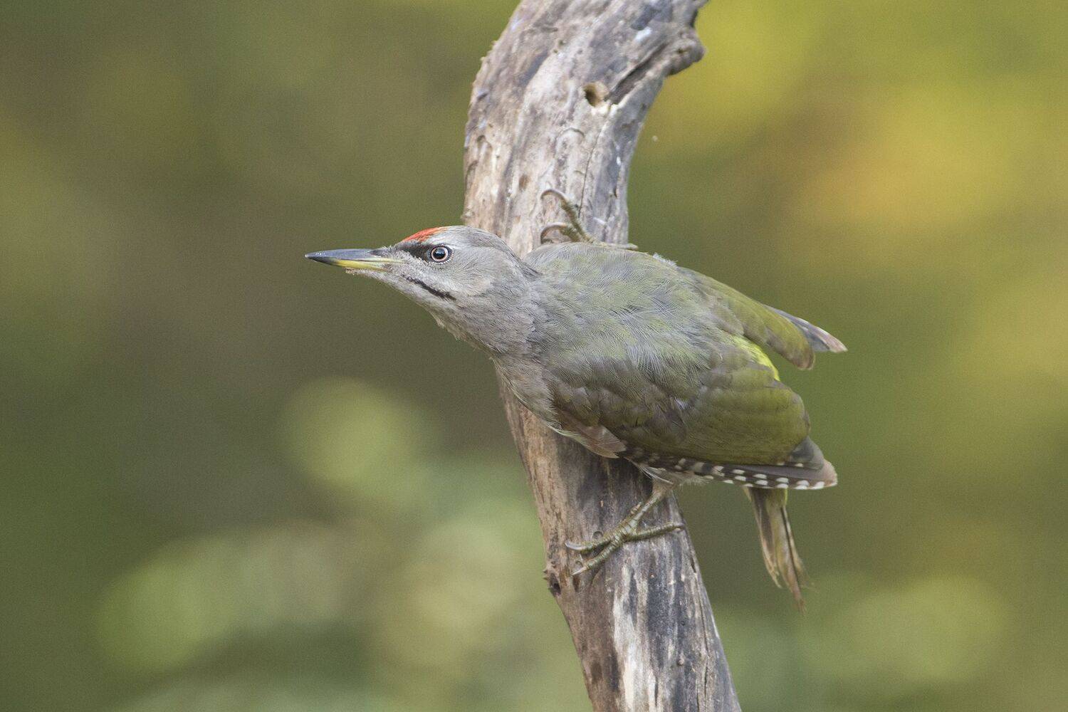 , Евгени Стефанов