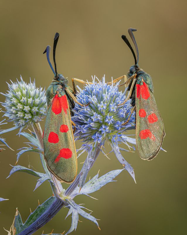 *** фото превью