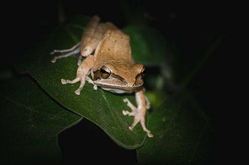 Common tree frog