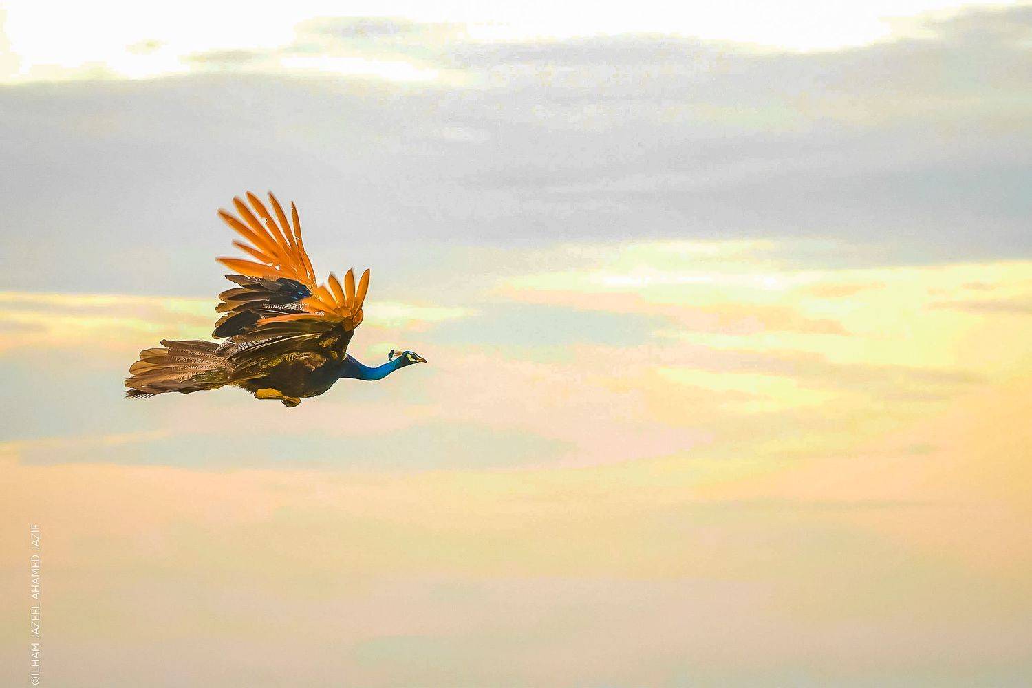 wildlife, nature, srilanka, bird, jazif,  Ahamed Jazif