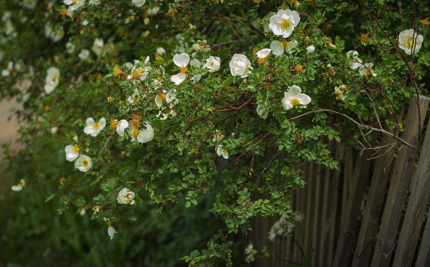 , Хвойнова Елена