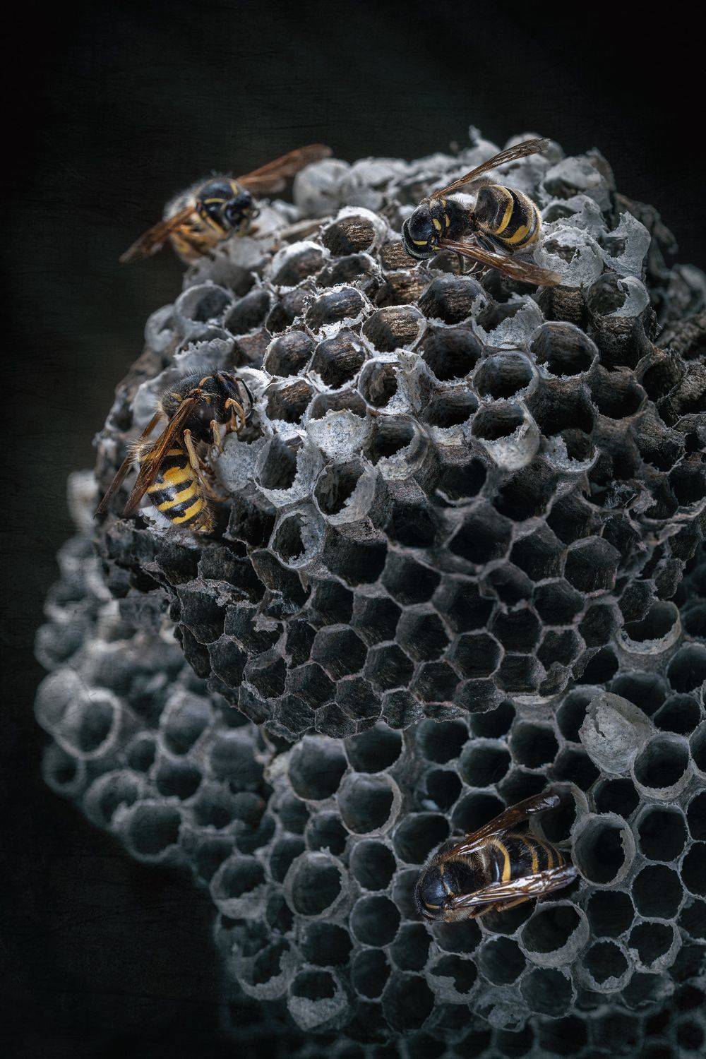 осы, насекомые, осиное гнездо, природа, дикая природа, макро, соты, макромир, ЯR Ольга