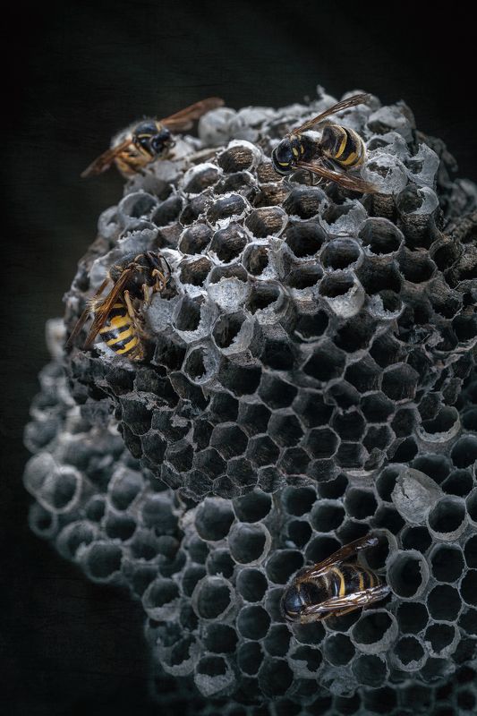 осы, насекомые, осиное гнездо, природа, дикая природа, макро, соты, макромир Бумажная архитектура фото превью