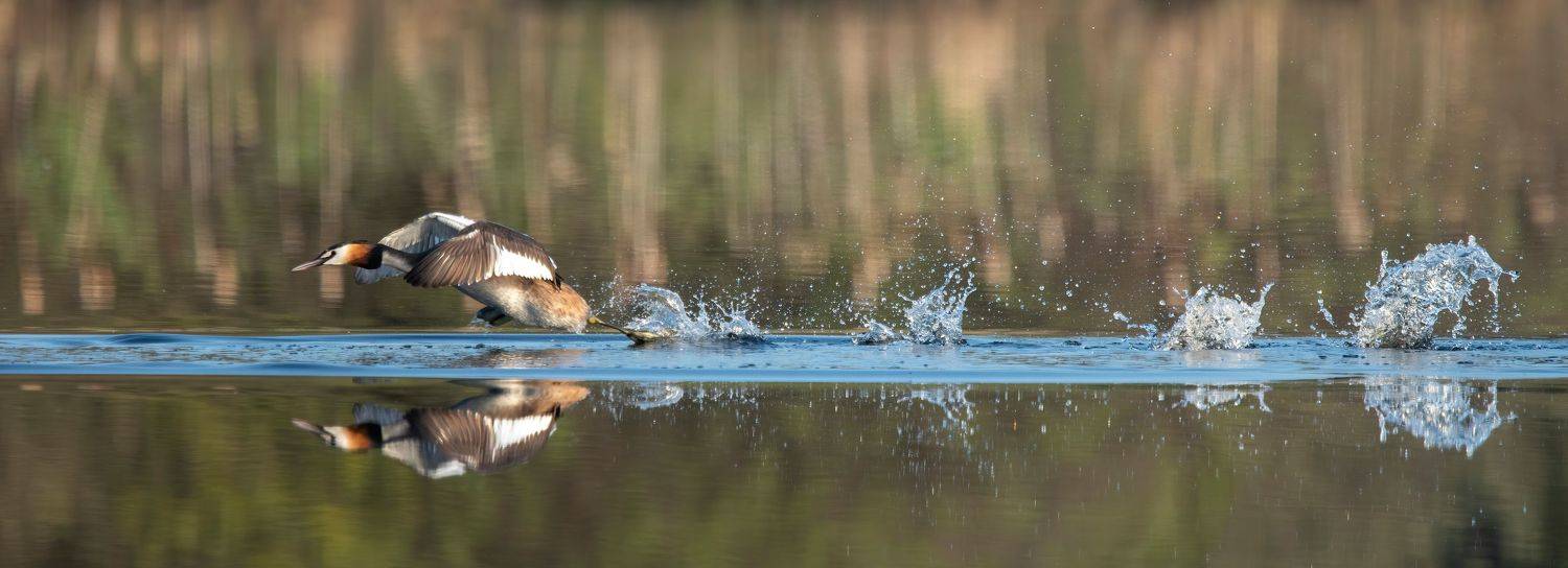 чомга, большая поганка, Калиногорский Юрий