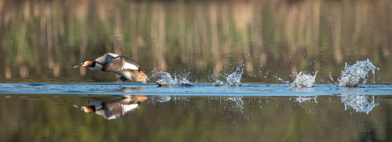 чомга, большая поганка Выше брызги, сильнее плюхи! фото превью