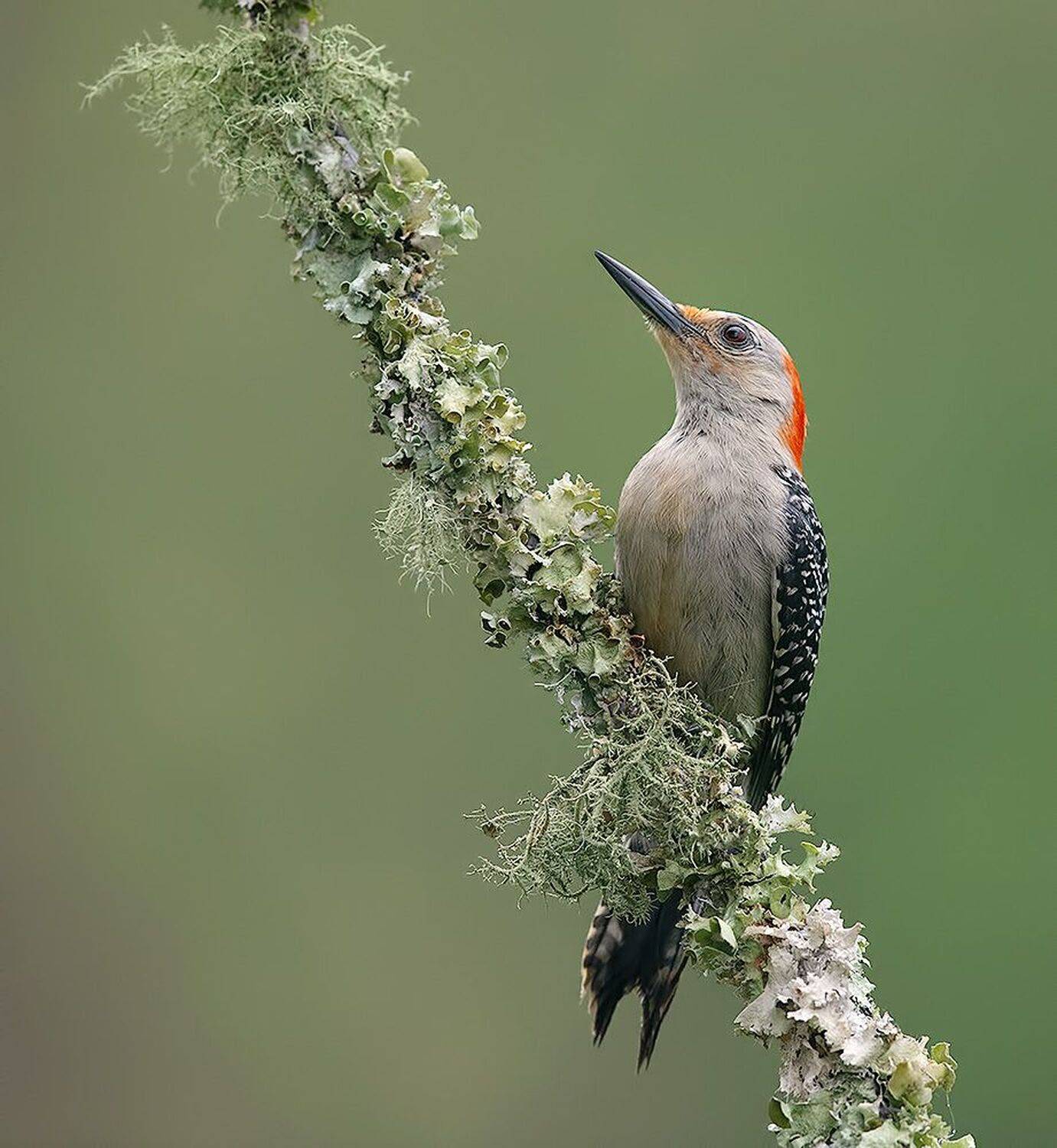 дятел, каролинский меланерпес, red-bellied woodpecker, woodpecker, Etkind Elizabeth