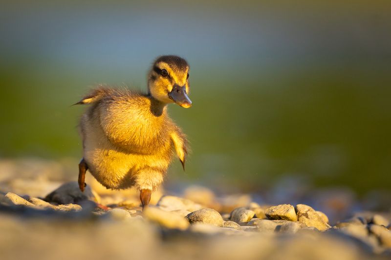 Duckling фото превью