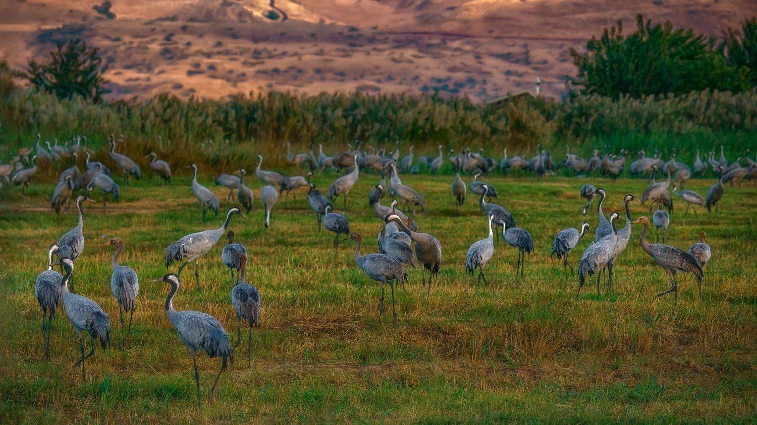 , Шварцман Евгений